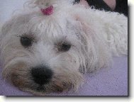 Bichon Havanais, Havanese