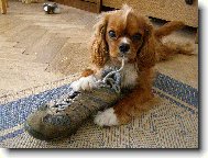 Cavalier King Charles Spaniel