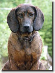 Hannoverscher Schweisshund, Hanoverian Scenthound