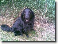 Flat coated retriever \(Dog standard\)