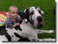 Great dane \(Dog standard\)