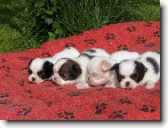 Chin, Japanese Chin