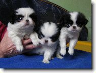 Chin, Japanese Chin