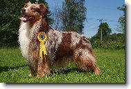 Australian Shepherd Dog