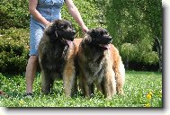 Leonberger