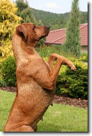 Rhodesian Ridgeback