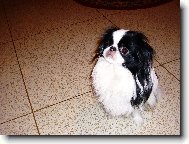 Chin, Japanese Chin