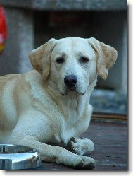 Labrador retriever \(Dog standard\)