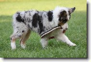 Australian Shepherd Dog