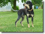 Petit bleu de Gascogne, Small Blue Gascony Hound