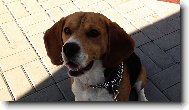 Beagle \\\\\(Dog standard\\\\\)
