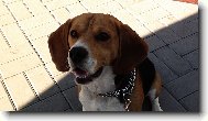 Beagle