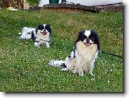 Chin, Japanese Chin