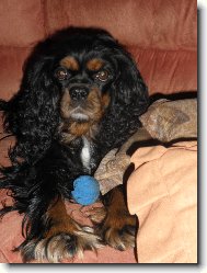 Cavalier king charles spaniel \(Dog standard\)