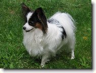 Papillon \(Dog standard\)