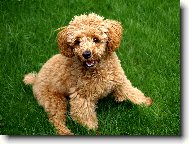 Toy Poodle