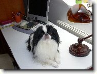 Chin, Japanese Chin