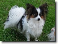 Papillon \(Dog standard\)