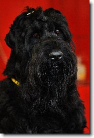 Black Russian Terrier