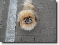 Pekingese, Pekinese, Peking Palasthound