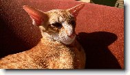 Oriental Shorthair