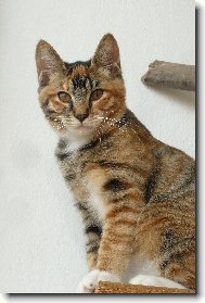 Kurilean Bobtail Shorthair