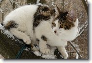 Kurilean Bobtail Shorthair