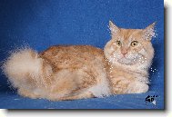 Kurilean Bobtail Longhair