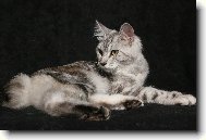 Kurilean Bobtail Longhair