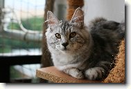 Kurilean Bobtail Longhair