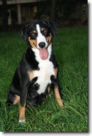 Appenzeller Sennenhund