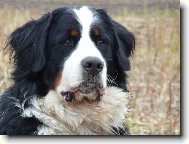 Bernese mountain dog \(Dog standard\)