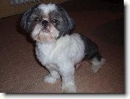 icu, Shih-Tzu