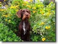 Czech Pointer, Bohemian wire-haired Pointing griffon