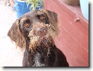 Czech Pointer, Bohemian wire-haired Pointing griffon