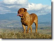 Dogue de Bordeaux \(Dog standard\)