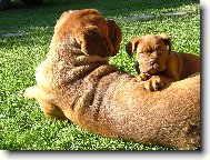 Dogue de Bordeaux \(Dog standard\)