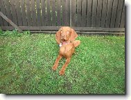 Hungarian Vizsla, Hungarian Pointer