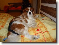 Cavalier king charles spaniel \(Dog standard\)