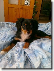 Cavalier king charles spaniel \(Dog standard\)