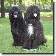 Cao de agua Portugus, Portuguese Water Dog