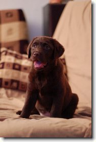 Labrador retriever \(Dog standard\)