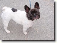 French bulldog \(Dog standard\)