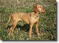 Hungarian Wire-haired Pointing Dog