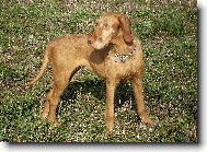 Hungarian Wire-haired Pointing Dog