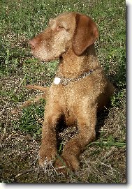 Hungarian Wire-haired Pointing Dog