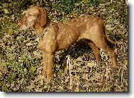 Hungarian Wire-haired Pointing Dog