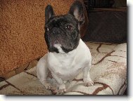 French bulldog \(Dog standard\)