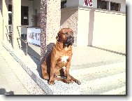 Tosa Inu, Japanese Fighting Dog