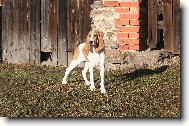 Schweizer Laufhund - Chien Courant Suisse, Swiss Hound